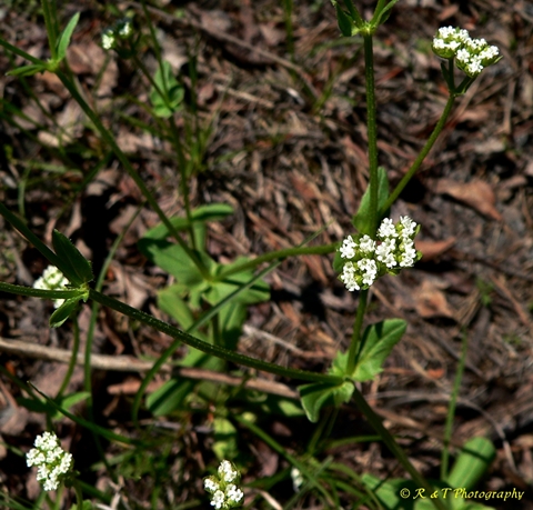 {Valerianella radiata}